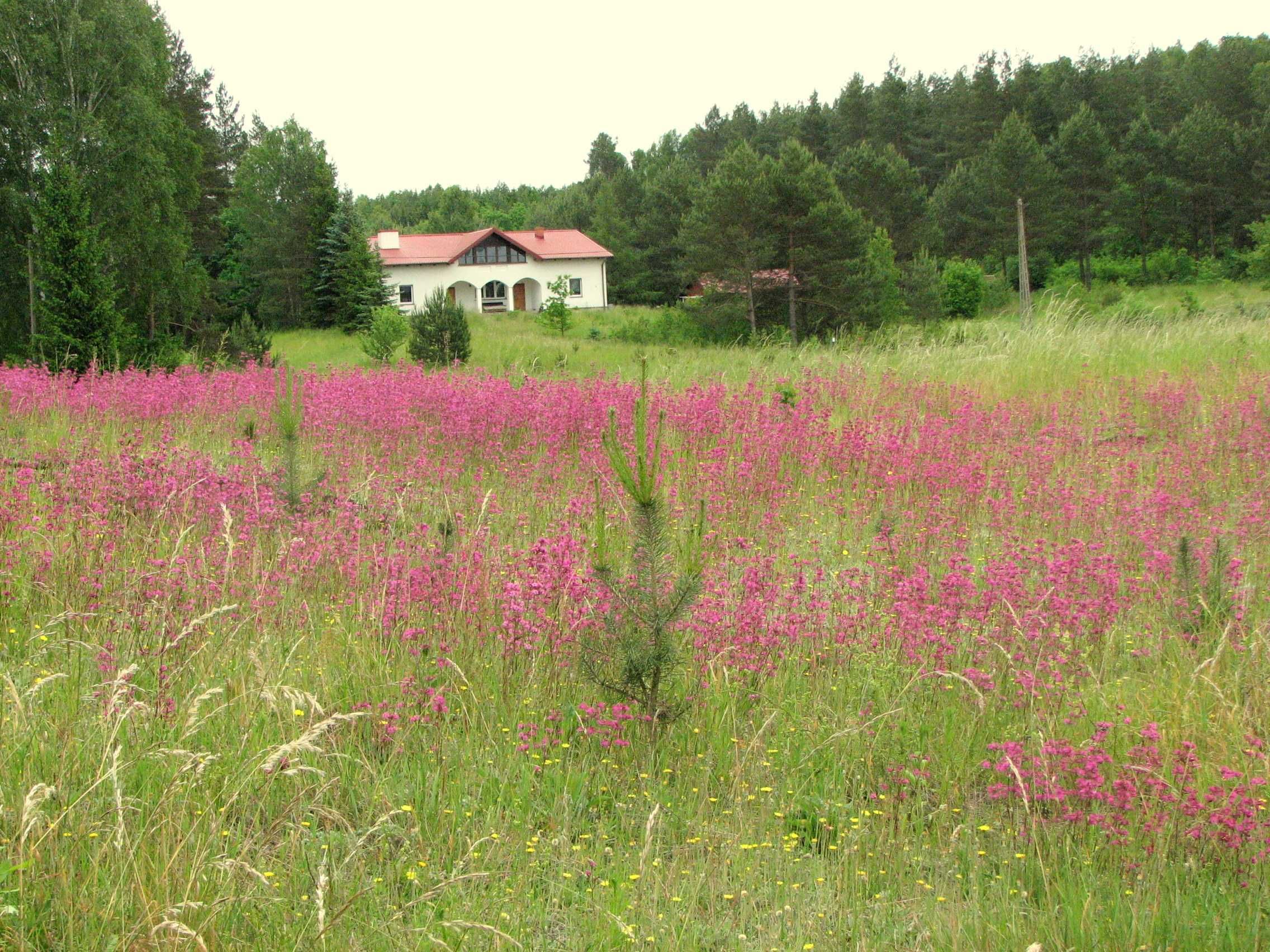 Działka bud. z WZ - Łapka gm. Barczewo