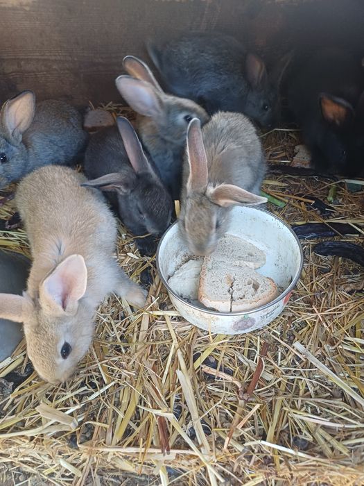 Coelhos de 6 semanas