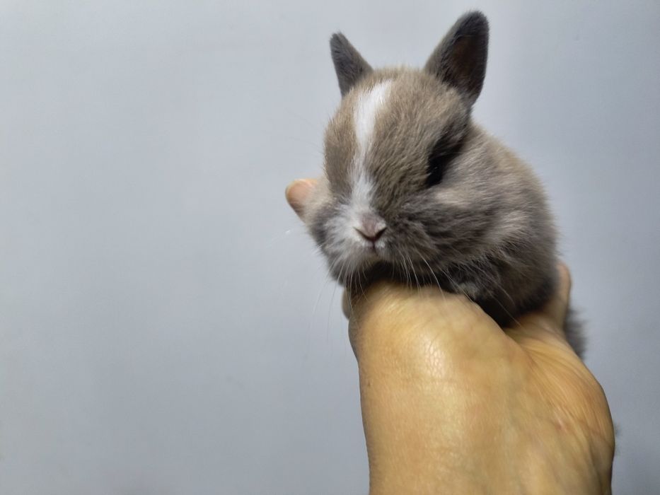 Кролик Нидерландская порода