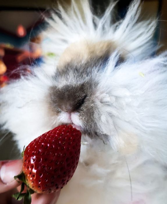 Angorka z Indonezji tzw królik yorczek mini lop