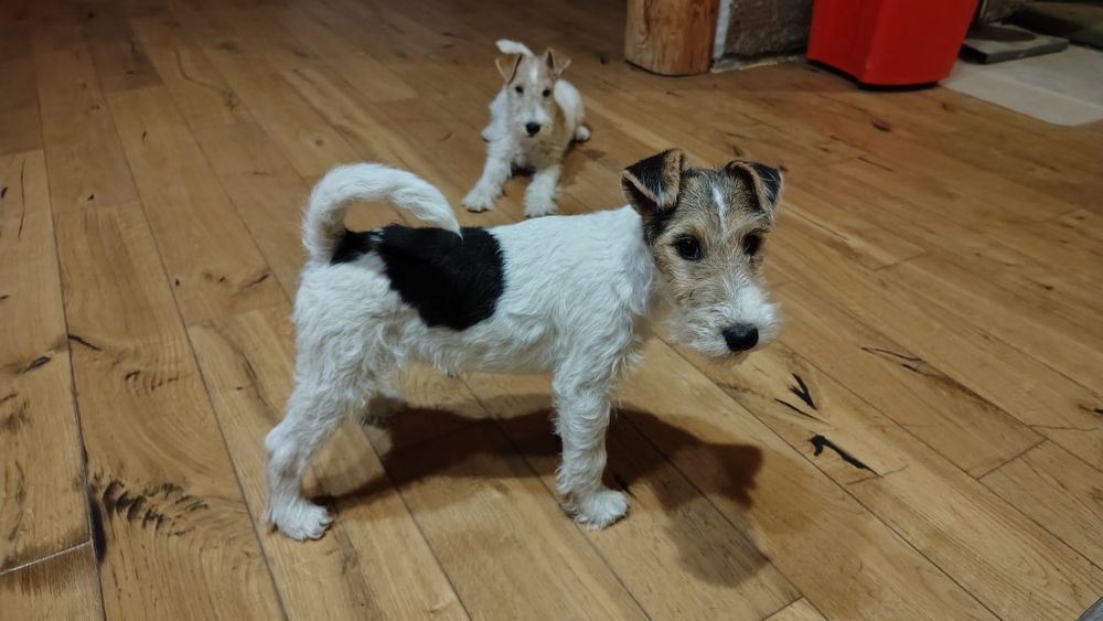 Foksterier szorstkowłosy FCI