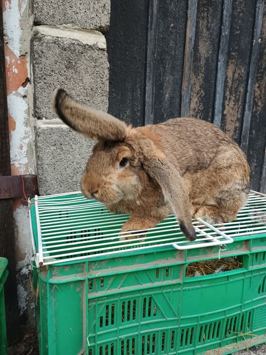 Sprzedam młodego samca