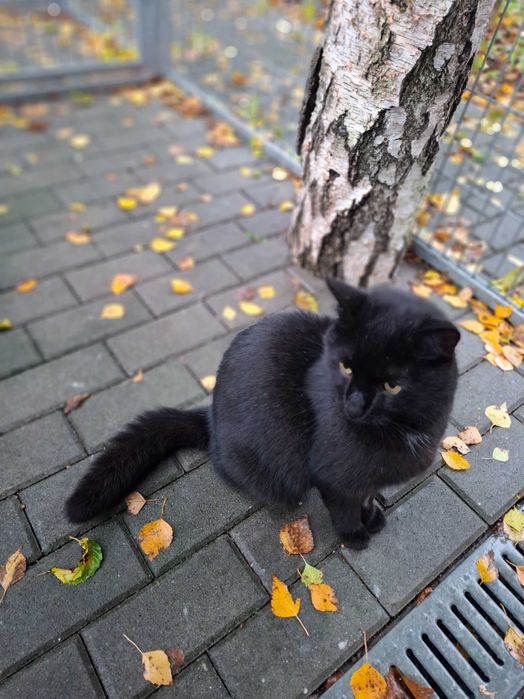 Dragon z częstochowskiego schroniska - piękny, dumny, bezdomny