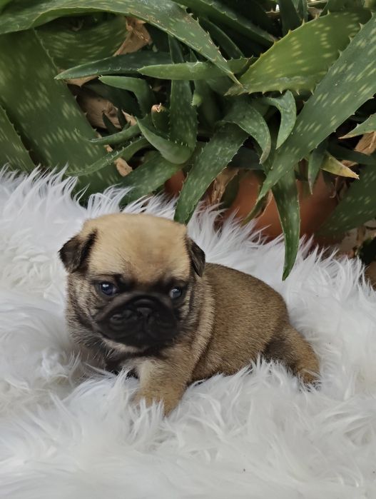 Pug Carlin com Lop