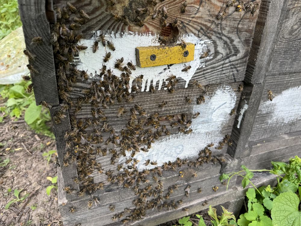 Продам бджолопакети, бджолосімʼї 200-250грн за рамку
