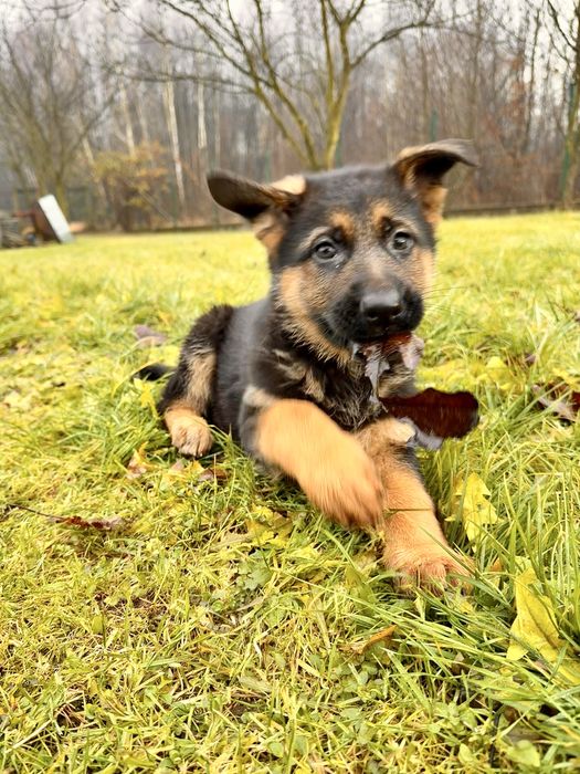 Owczarek Niemiecki Krótkowłosy - ZKwP/FCI - Piesek CZARNY PODPALANY