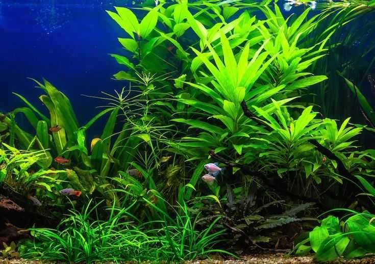 Fáceis de manter - Peixes ou Lote de plantas para aquário com oferta