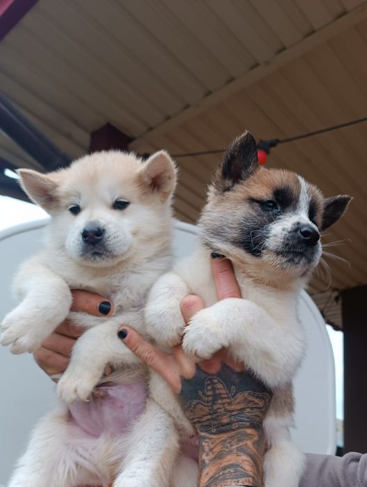 Ростуть акітята- обираємо