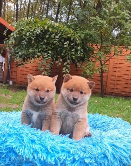 Shiba inu szczenię