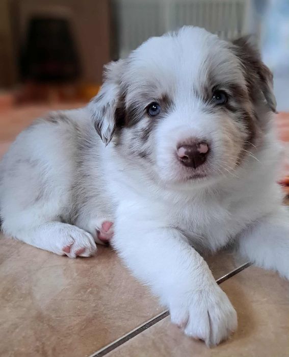 Border Collie szczenięta