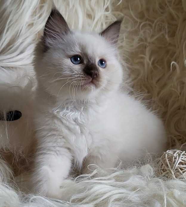 Kocurek Ragdoll z rodowodem WCF- lipiec