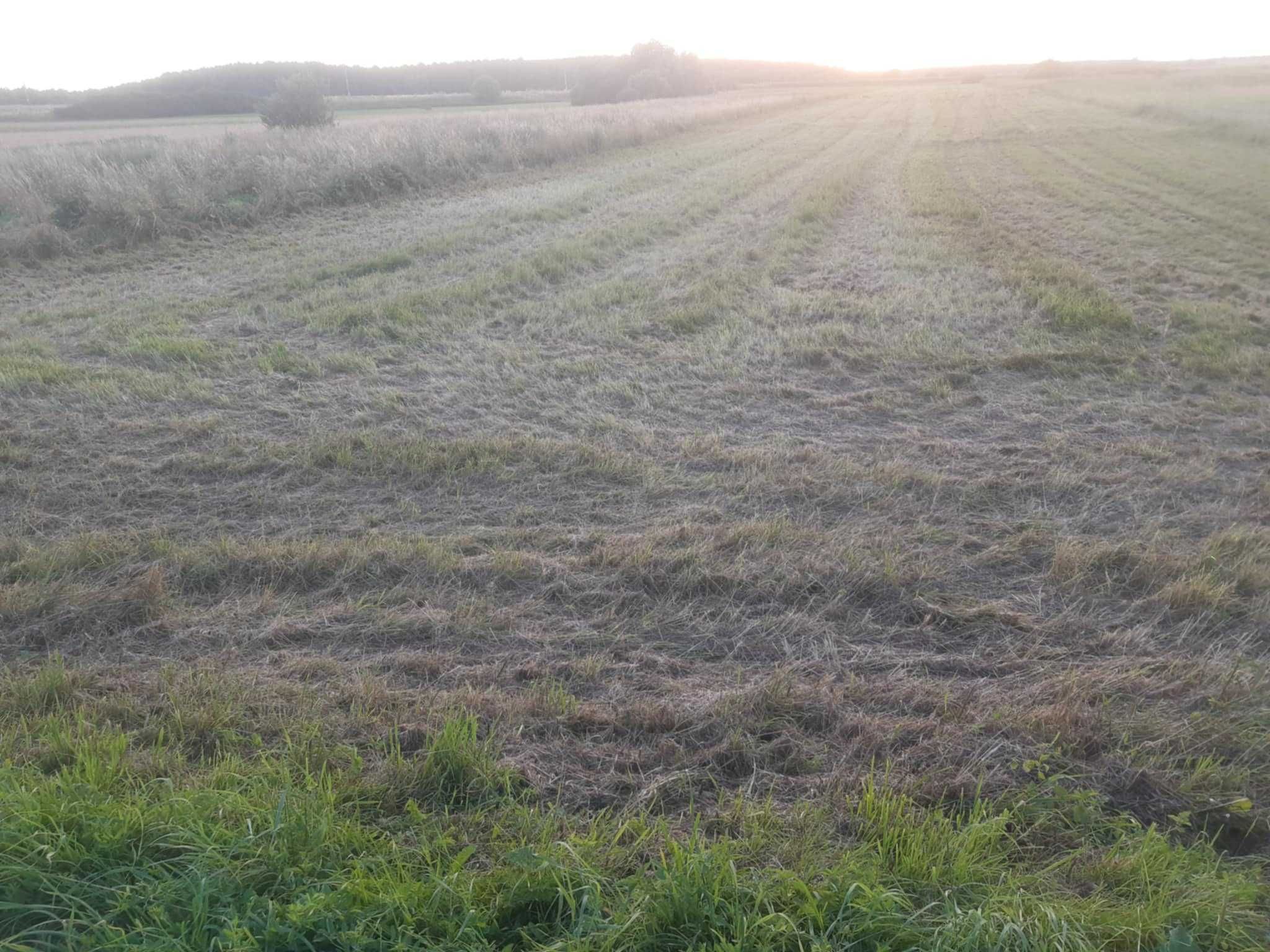 ŁĄKA DO SKOSZENIA / siano oddam za darmo