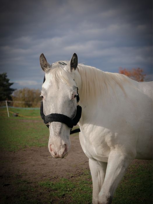 5 letni wałach / siwy tarant