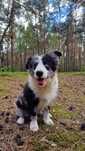 Border Collie piesek blue merle