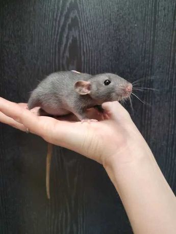 Szczur dumbo samiec/samica