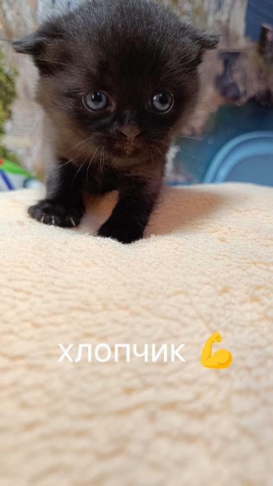 Кошенята Шотланд та британці