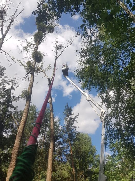 Wycinka drzewa, usługi rębakiem
