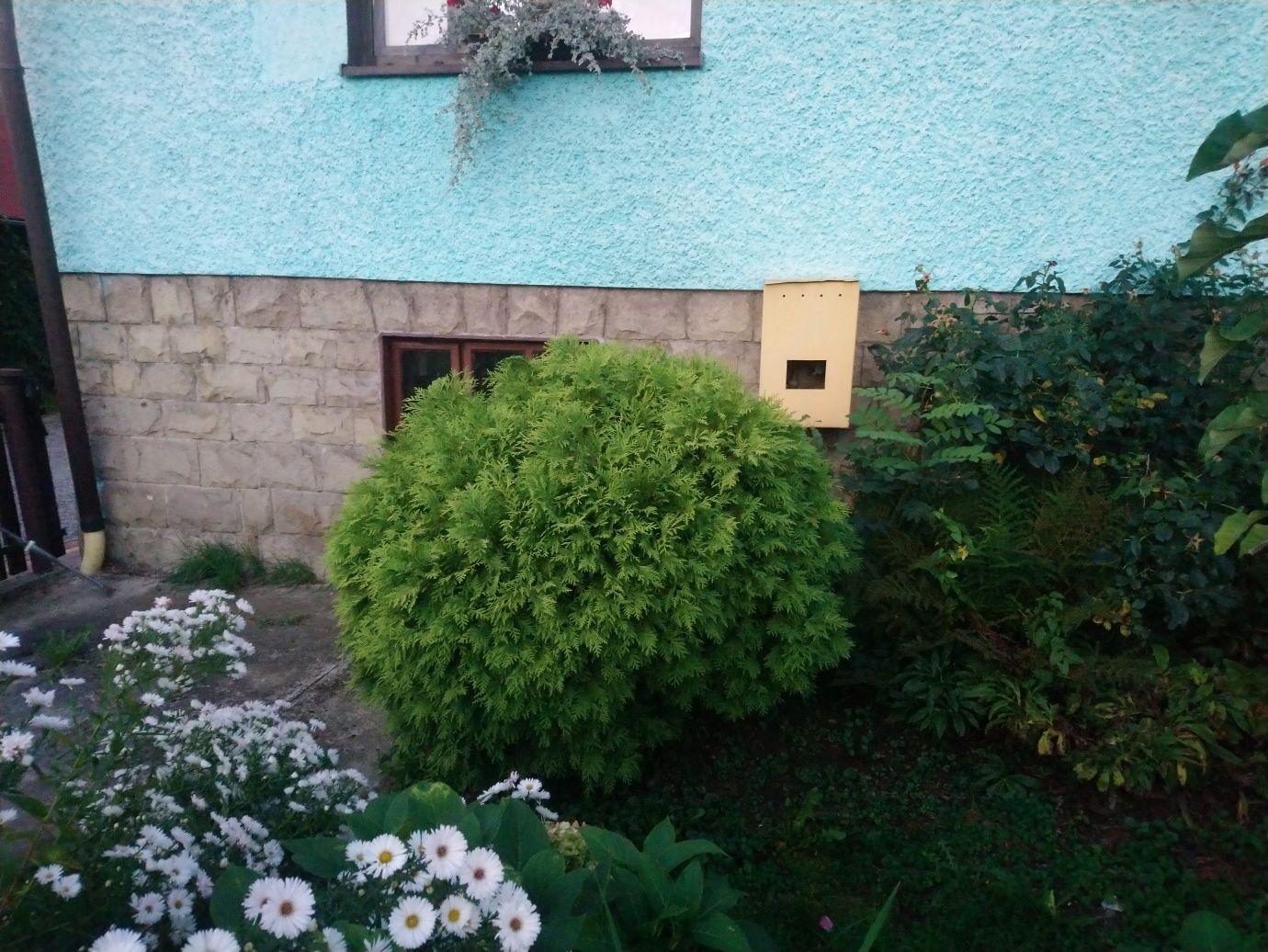 Thuja kulista duża