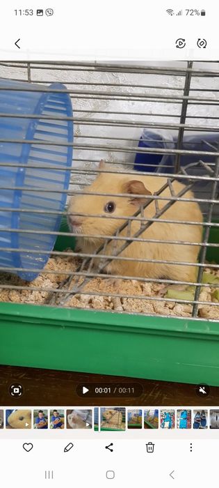 Морська свинка хлопчик