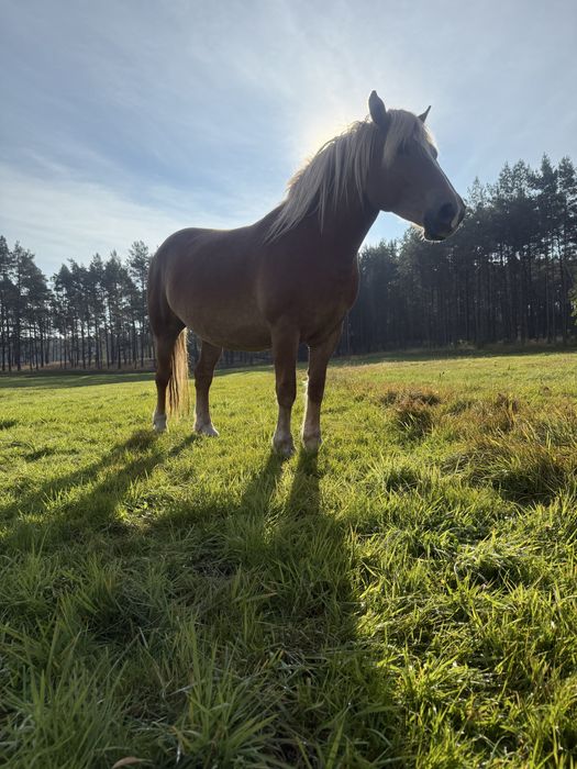 Klacz typ pogrubiony źrebna