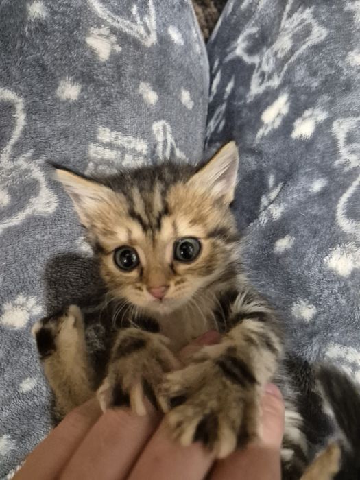 Віддамо в добрі руки