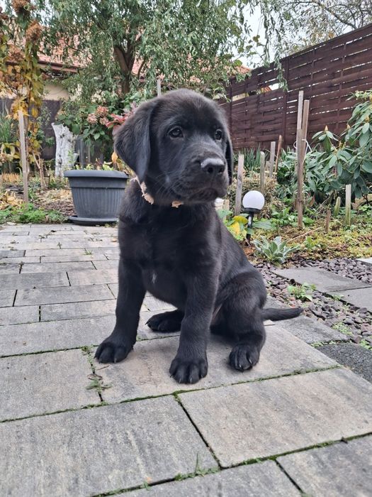Labrador Retriver