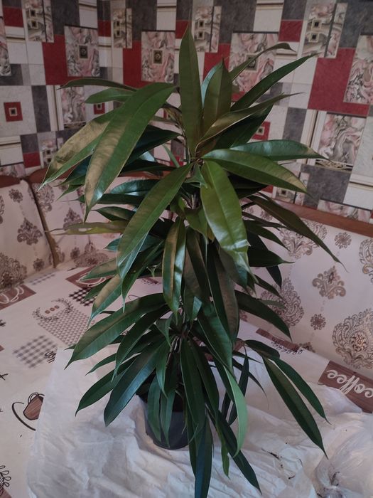 Фікус Амстел Кинг