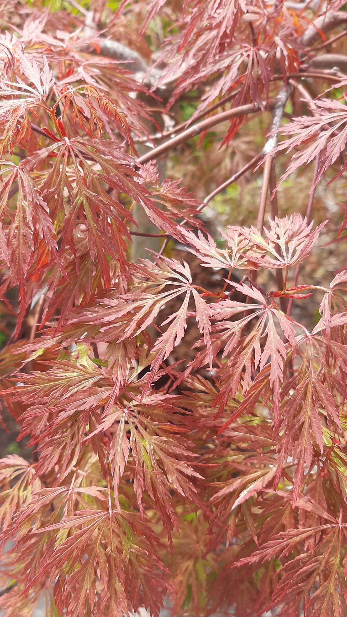 Клен японский(Acer palmatum Orangeola)