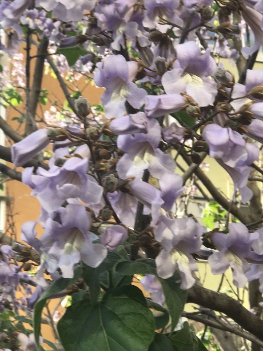 Павловния.Павловнія дворічна. Саджанці сортів Шан Тонг,Пао ТонгZ-0