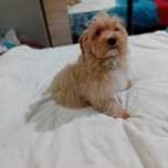 Maltipoo ,maltańczyk & pudel toy ,piesek ,kąplet szczepień