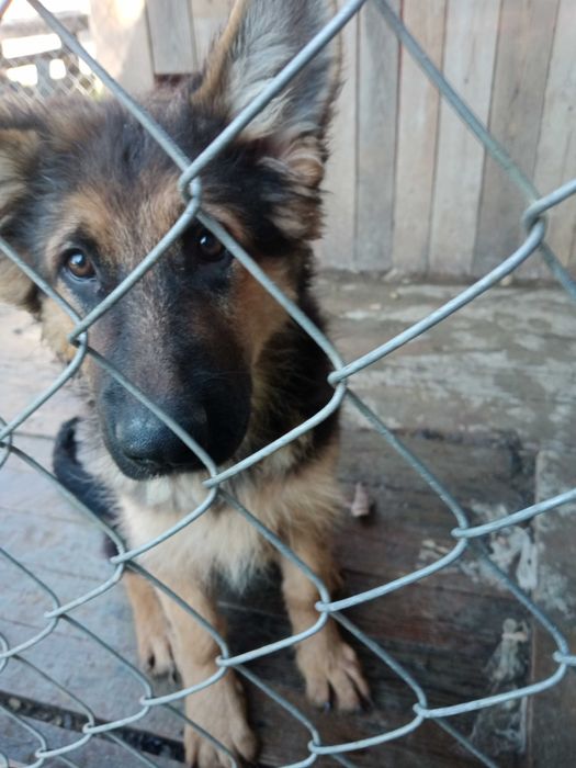 Szczenię do oddania