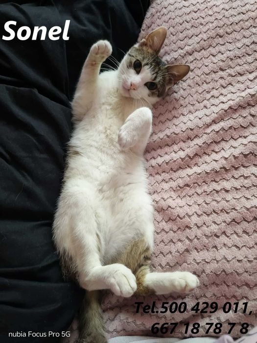 Łagodny, kochany kocurek