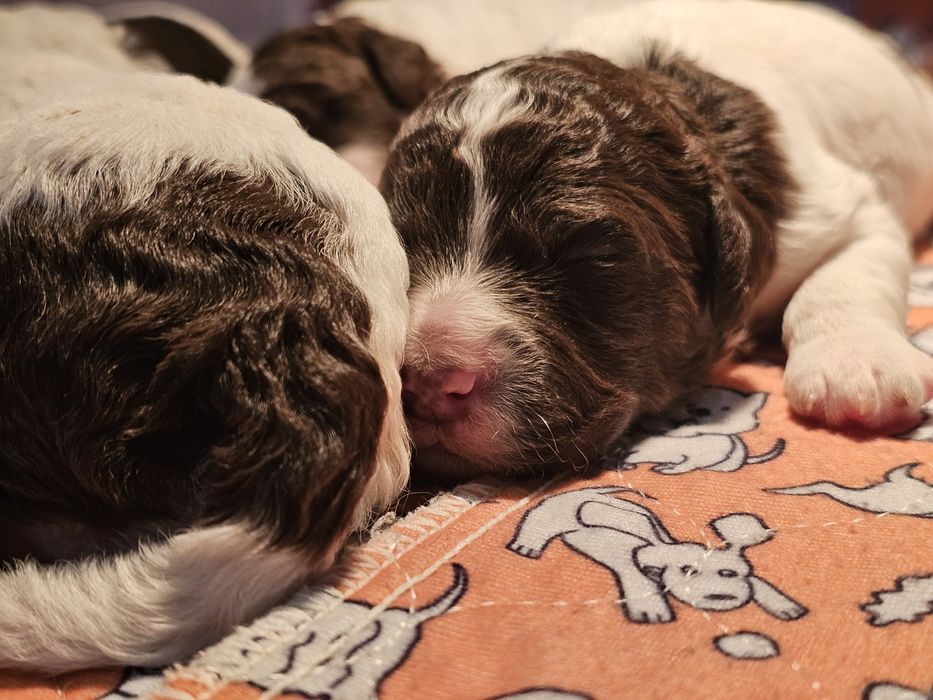 Lagotto romagnolo- piękny chłopiec
