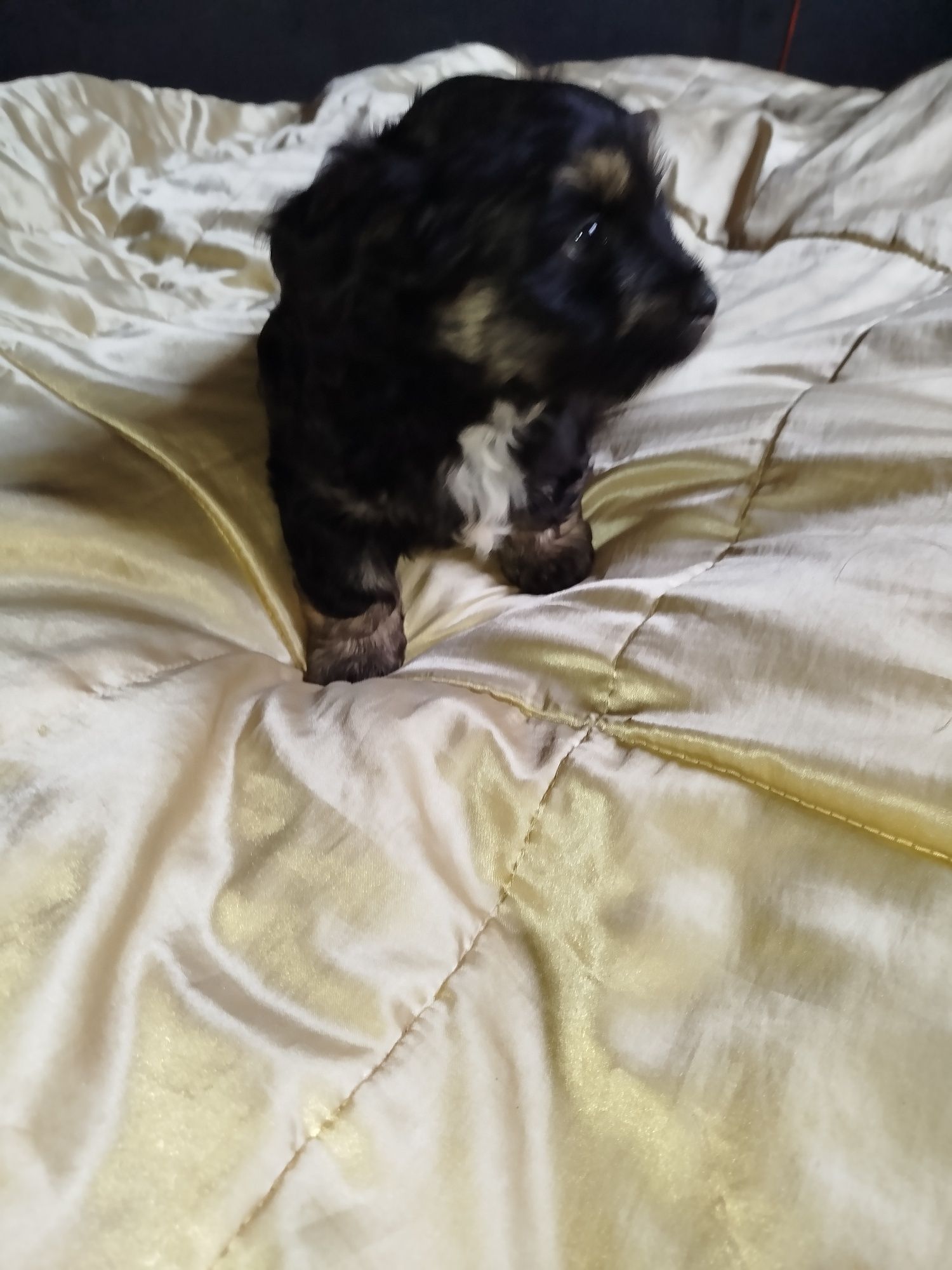 York shih tzu słodziak