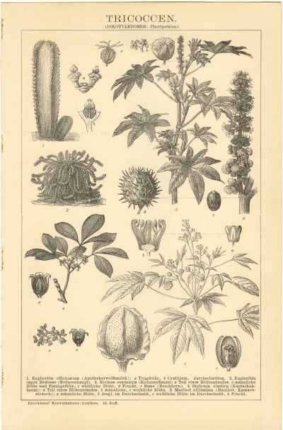 Botanika  oryginalna XIX w. grafika