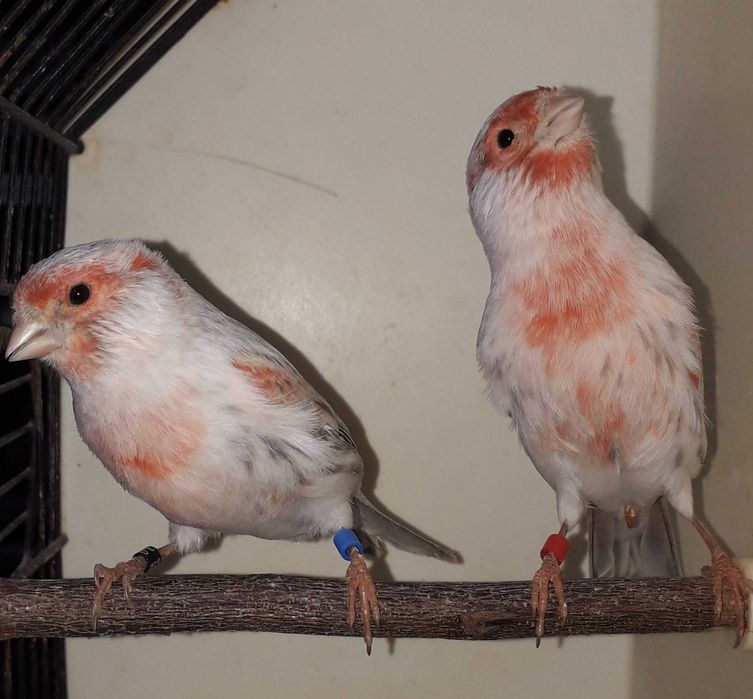 Vendo canários apartir de 10€