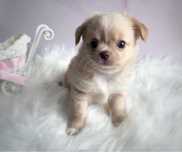 ***Długowłosy cudny maluszek chihuahua***