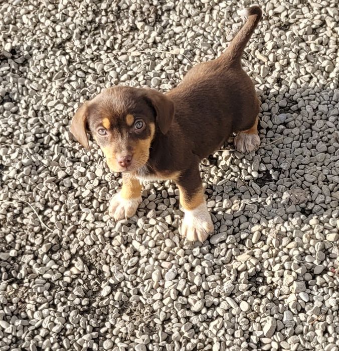 Oddam pieski w dobre ręce