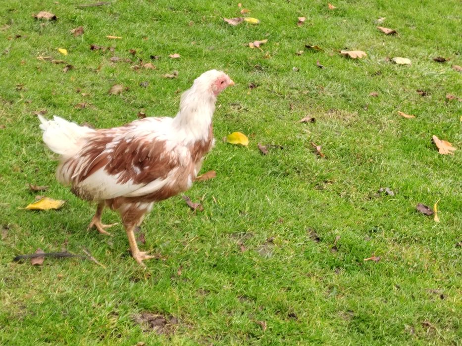 YOKOHAMA kura yokohama jokohama  FENIX