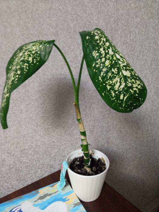 Вазони, дефенбахії