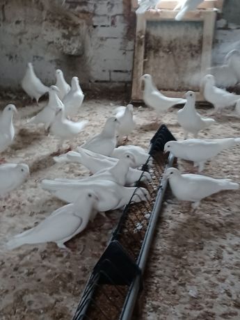 Białe pocztowe gołębie