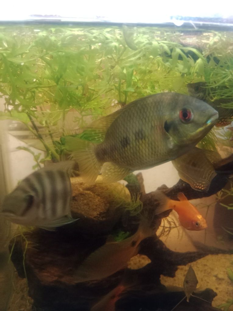 Akara electric blue i tilapia marii