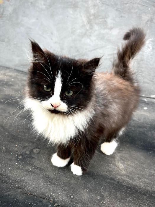 Кошенята дуже милі