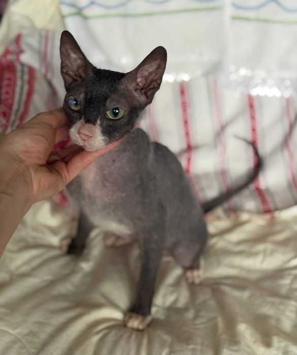 Маняша, сфінкс велюрочка, близько 2 років.Добра з величезним серцем!