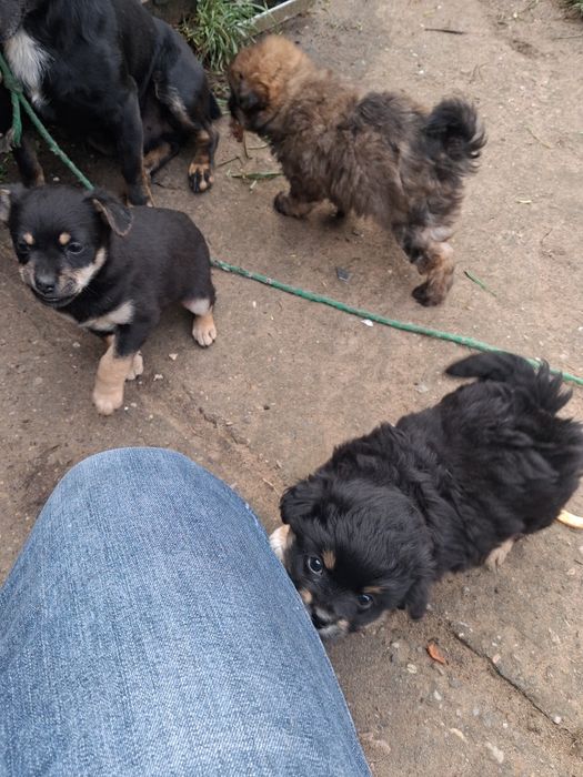 Oddam pieski za darmo