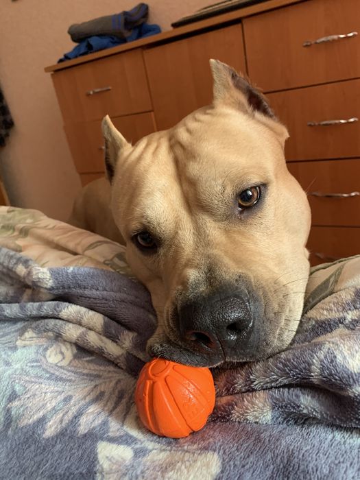 Стафф ищет девочку)))