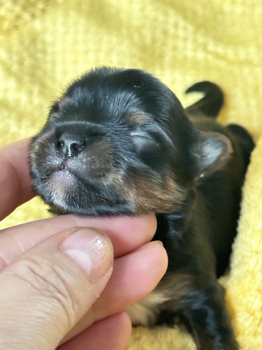 Yorkshire  Black Tan xxs