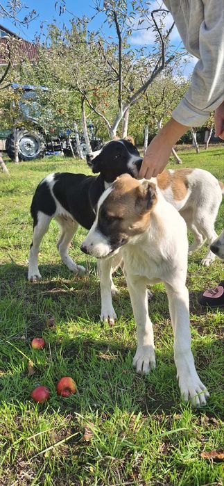 Продам цуценят Алабая