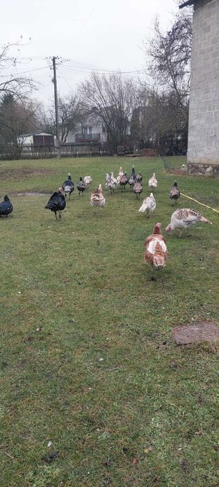 Sprzedam indyki i indory