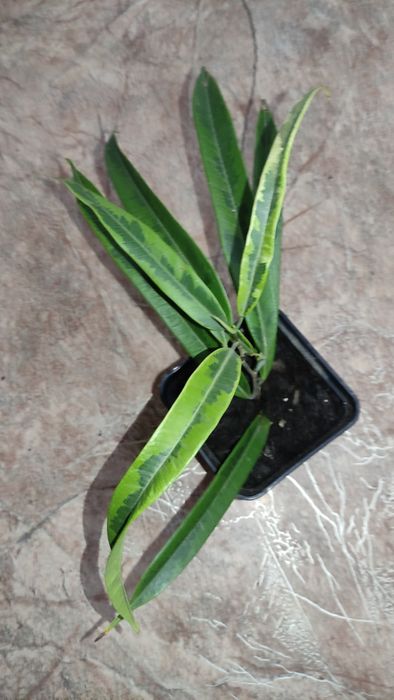 Фикус Амстел Грин голд